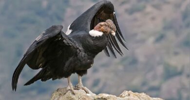 Primer huevo fértil de Cóndor Andino en Mérida luego de dos décadas